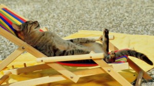relax-in-spiaggia-per-il-gatto